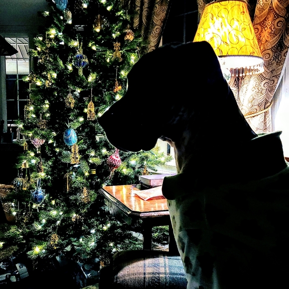 Meet your Posher, Scotti Leigh - Picture 3 of 8